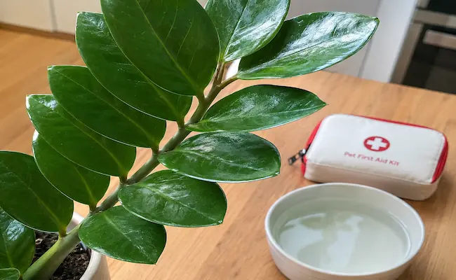 are zz plant toxic to dogs