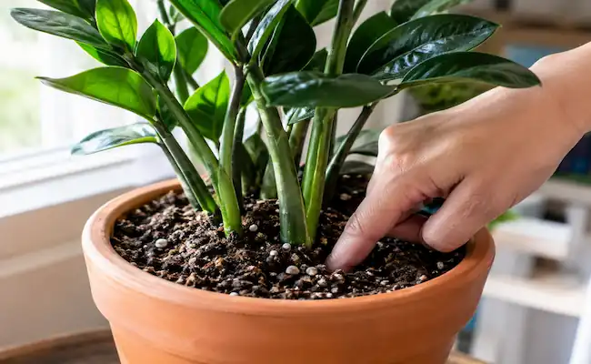 ZZ Plant Care Guide: The Complete Growing Manual 3 how to care of zz plant
