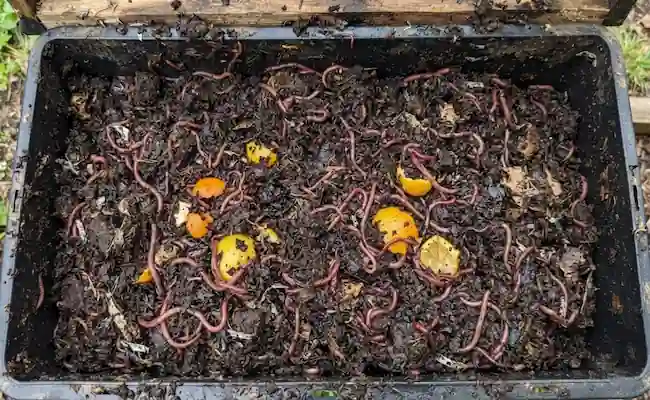 Can You Put Citrus Peels in Vermicompost? Here's What Actually Happens 2 can you put citrus peels in vermicompost