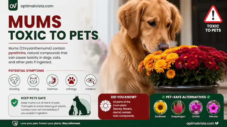 Are Mums Really Dangerous for Your Cat or Dog? 7 are chrysanthemums toxic to cats and dogs