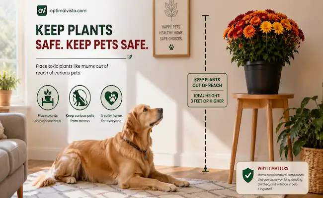 Are Mums Really Dangerous for Your Cat or Dog? 2 are chrysanthemums toxic to cats and dogs