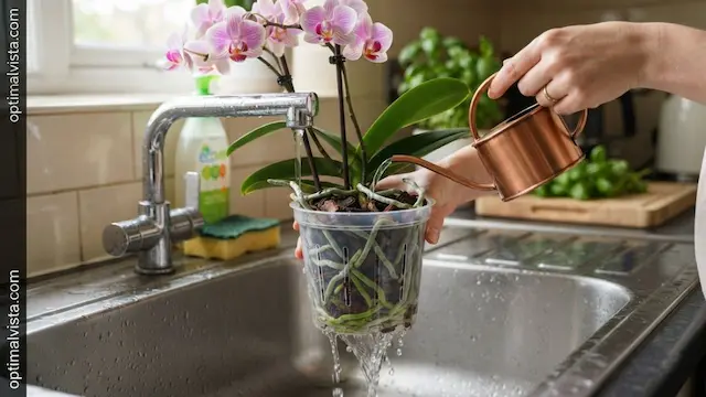 Winter Care for Phalaenopsis Orchids: What Actually Keeps It Alive 2 phalaenopsis orchid winter care