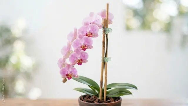 Winter Care for Phalaenopsis Orchids: What Actually Keeps It Alive 5 winter care for phalaenopsis orchids