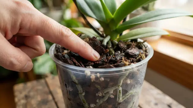 orchid winter watering schedule