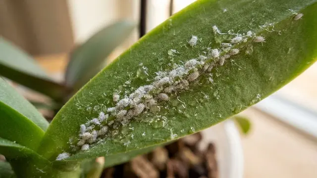 Orchid Leaves Turning Yellow? Real Causes and Fixes That Work 5 yellow orchid leaves