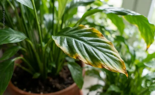Peace Lily Watering Guide for Winter: How Much and How Often 4 peace lily winter watering schedule