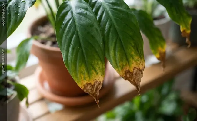 Peace Lily Winter Care: The Complete Guide to Keep Yours Thriving Indoors 4 winter care for peace lily