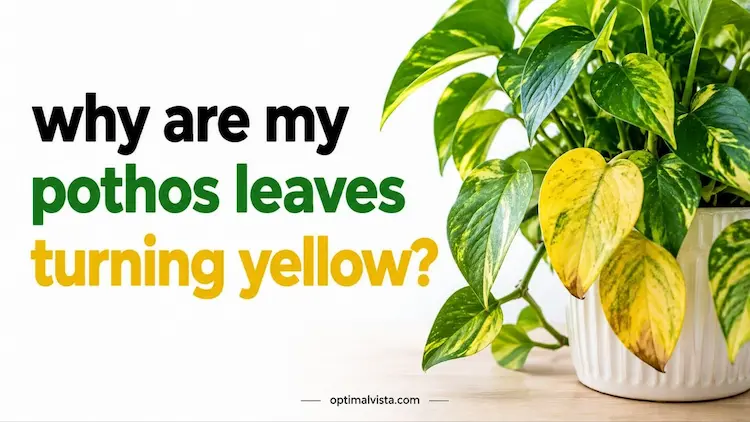 why are my pothos leaves turning yellow
