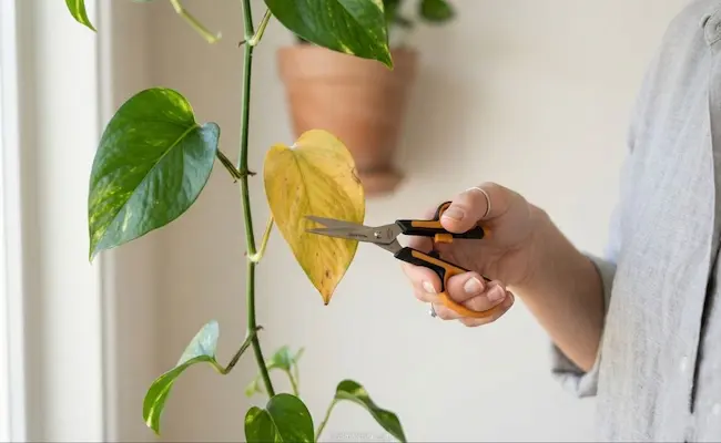 Pothos Yellow Leaves: The Complete Diagnosis Guide 5 pothos plant turning yellow