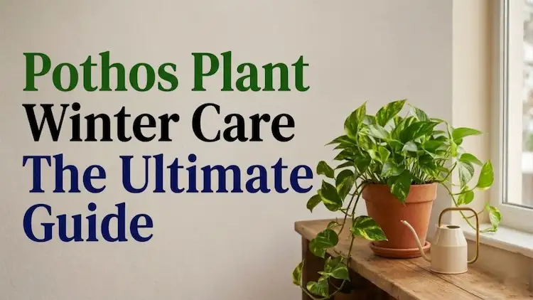 Pothos winter care