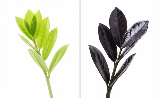 Raven ZZ Plant Guide: 7 Tips for Jet-Black Leaves 2 raven zz plant care