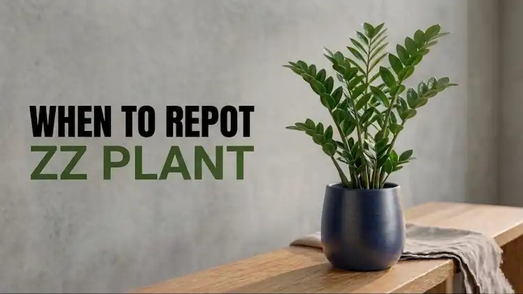 when to repot zz plant