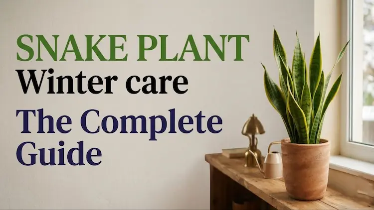 snake plant winter care