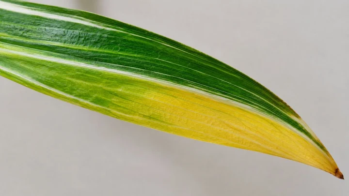 Spider Plant Leaves Turning Yellow: 12 Causes & Fixes That Actually Work 2 spider plant yellow leaves