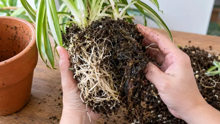 Spider Plant Leaves Turning Yellow: 12 Causes & Fixes That Actually Work 4 spider plant turning yellow