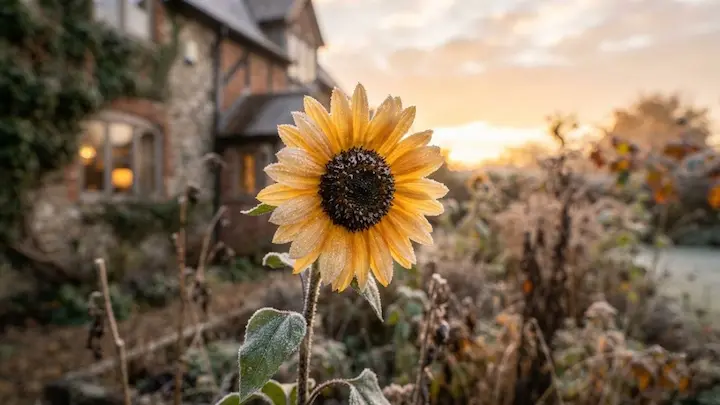 sunflower winter care