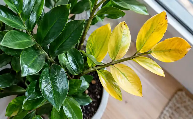 ZZ Plant Leaves Turning Yellow? Real Causes and Fixes 3 zz plant yellow leaves