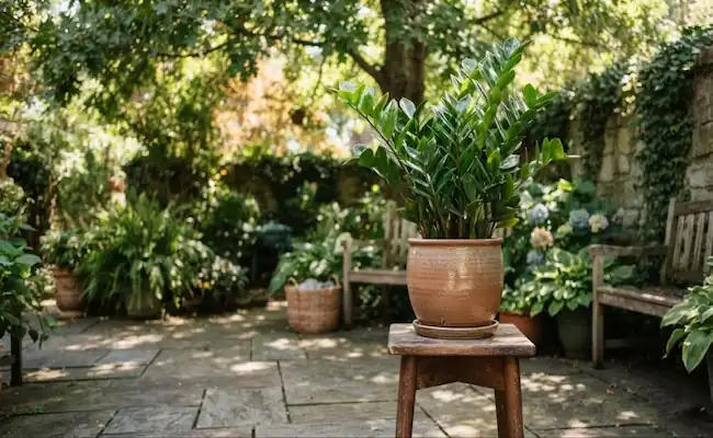 light for zz plants