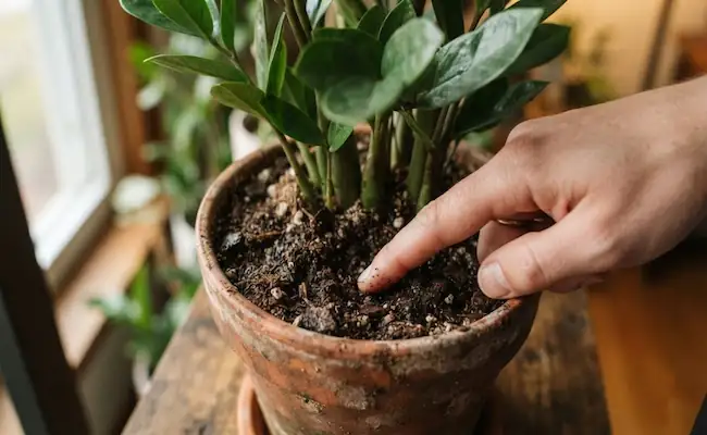 zz plant watering schedule