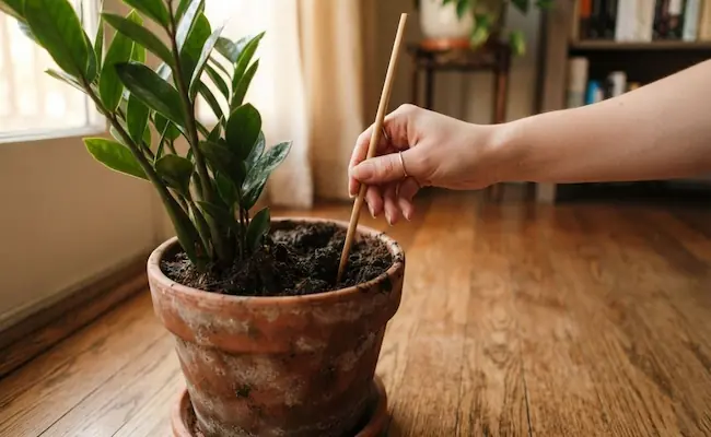 winter care for zz plants