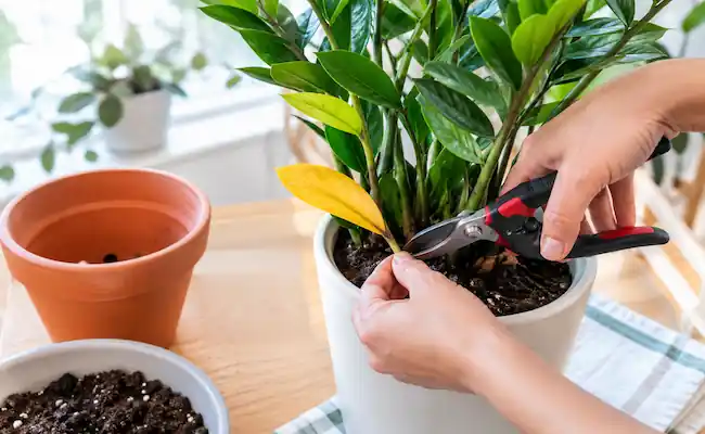 ZZ Plant Leaves Turning Yellow? Real Causes and Fixes 4 zz plant turning yellow