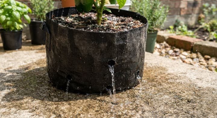 How Often to Water Pepper Plants: Complete Proven Guide 4 pepper plant watering schedule