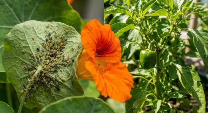 what not to plant with bell peppers