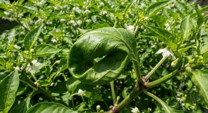 pepper plant leaves curling