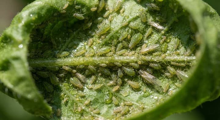 Pepper Plant Leaves Curling: 11 Causes & Fixes 4 pepper plant leaves curling