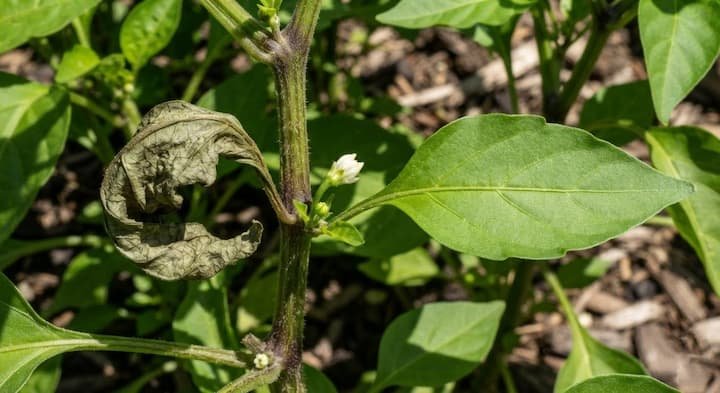 Pepper Plant Leaves Curling: 11 Causes & Fixes 8 pepper leaf curl