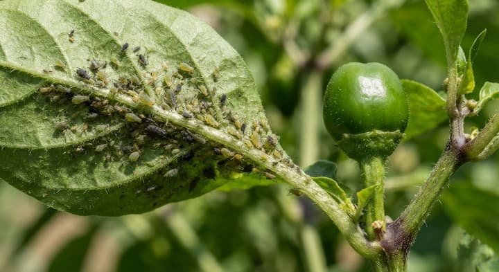 Why Are My Bell Peppers Not Turning Red? 7 Proven Fixes 6 ripen bell peppers faster