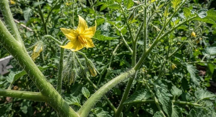 Bush or Vining? How to Pick the Right Tomato Type for Your Backyard 2 Determinate vs indeterminate tomatoes