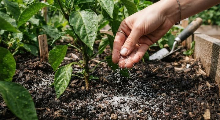 magnesium sulfate for peppers