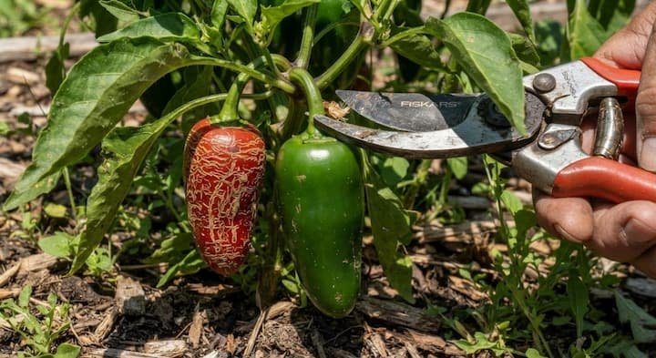 How to Grow Jalapenos in Pots: 6 Tips for Big Harvests 7 jalapenos in containers