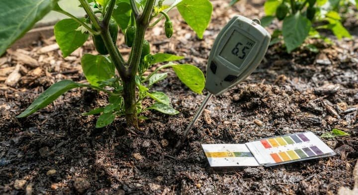 Best Soil Mix for Peppers: Easy Recipes for Pots & Beds 3 best soil mix for peppers
