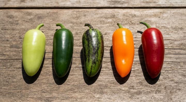 When To Pick Jalapenos: 6 Signs for Best Flavor! 3 when to pick jalapenos