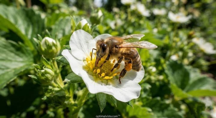 How to Plant Strawberries in Spring: Steps, Soil and Care 6 when to plant strawberries