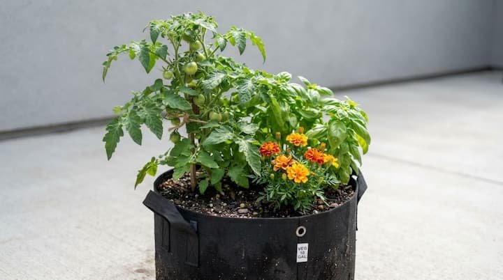 What to Plant Next to Tomatoes: A Backyard Guide 6 what to plant next to tomatoes