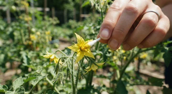 pollinate tomatoes by hand