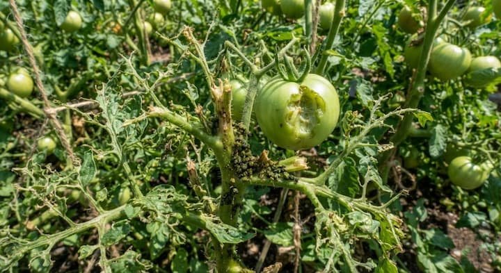 how to get rid of tomato hornworms