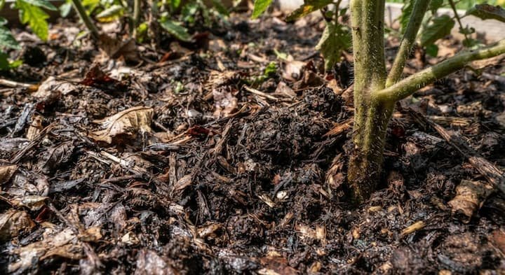 straw mulch for tomatoes