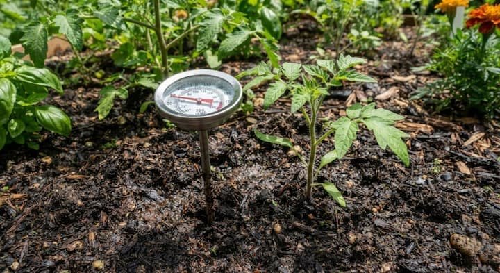when to mulch tomatoes