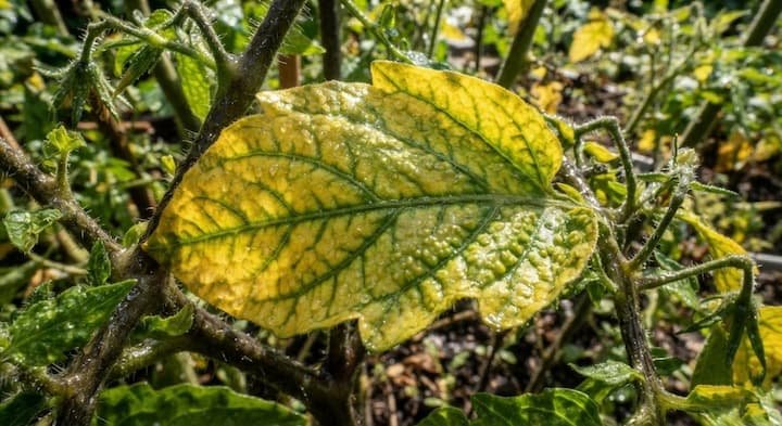 signs of overwatered tomato plants
