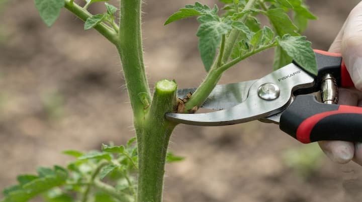 tomato pruning