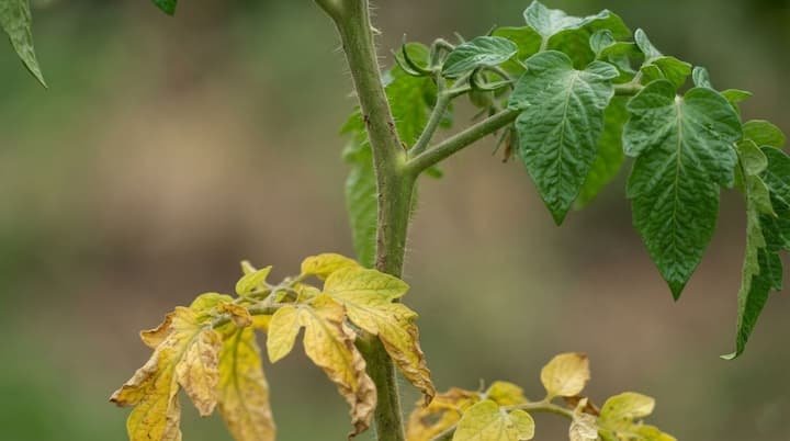 tomato leaves turning yellow