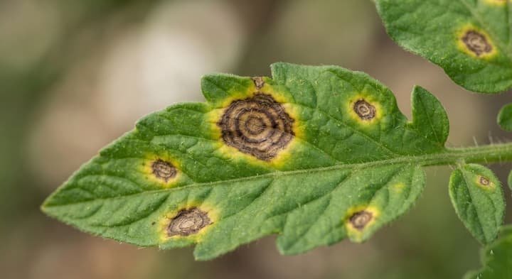 Yellow Leaves on Tomato Plants: What They Mean and How to Fix Them 4 why are my tomato leaves yellow