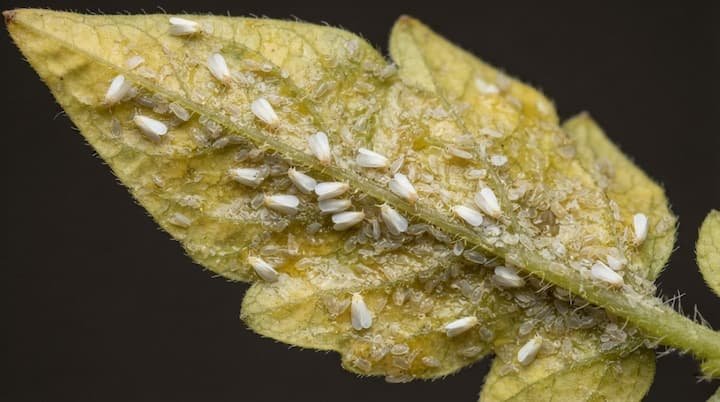 Yellow Leaves on Tomato Plants: What They Mean and How to Fix Them 5 yellowing tomato leaves